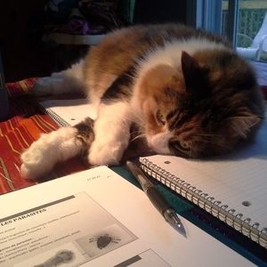 Meet your Posher, Anne-marie